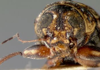 Media type: image; Entomology 8783   Aspect: head frontal view